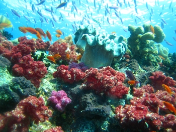 Diving in Fiji